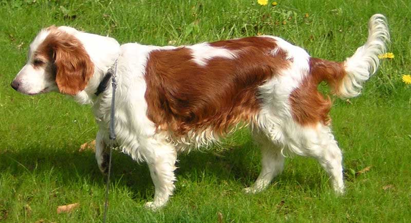 WELSH SPANIEL SARITOR